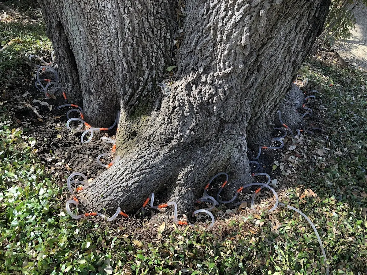 Detailed Tree Cabling and Bracing job site in Kintyre