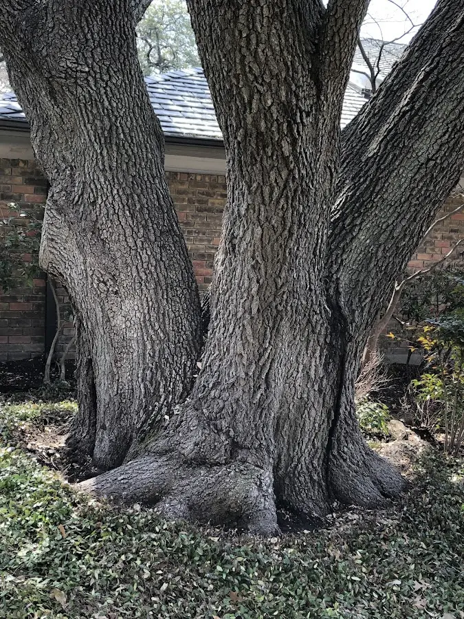 Mature heritage tree close to a Kintyre property cared for by certified arborists